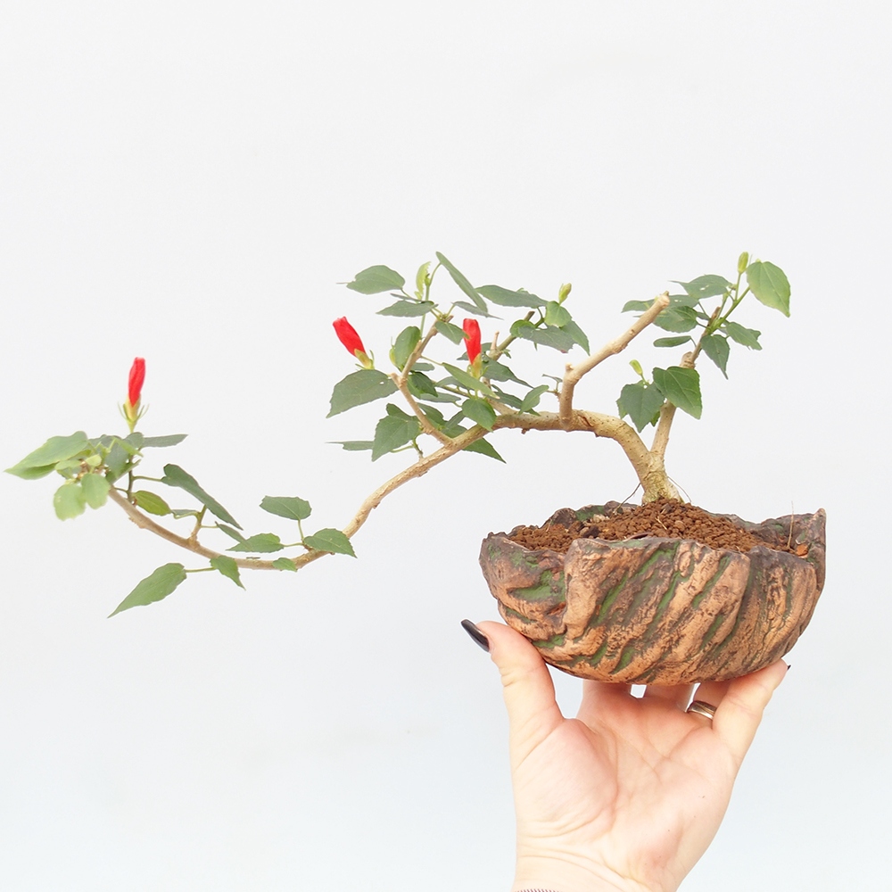 Pokojová bonsai - Malvaviscus arboreus - ibiškovec dřevnatý