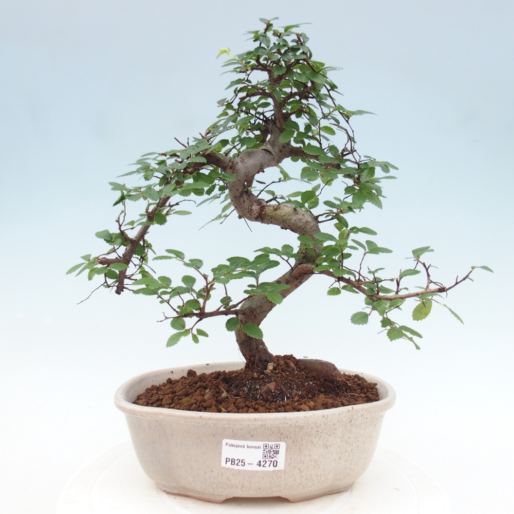 Pokojová bonsai - Ulmus parvifolia - Malolistý jilm