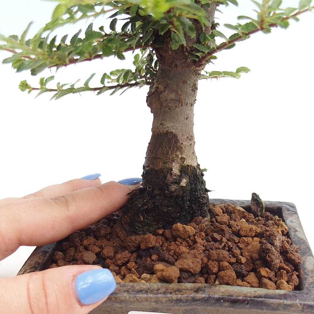 Venkovní bonsai - Ulmus parvifolia Hokkaido - jilm Činski