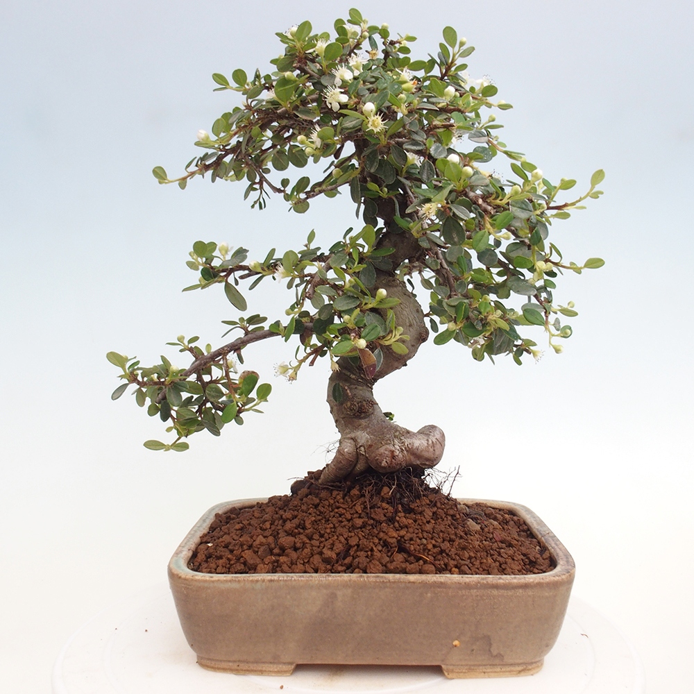 Venkovní bonsai-Cotoneaster dammeri - Skalník Damerův