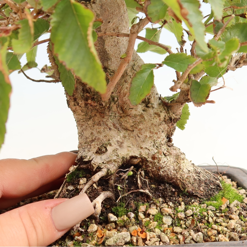 Venkovní bonsai -Carpinus CARPINOIDES - Habr korejský