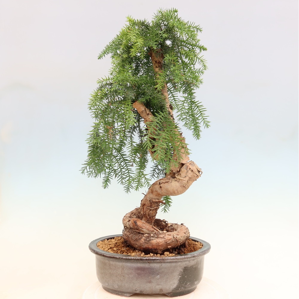 Pokojová bonsai - Araukarie - pokojový smrček