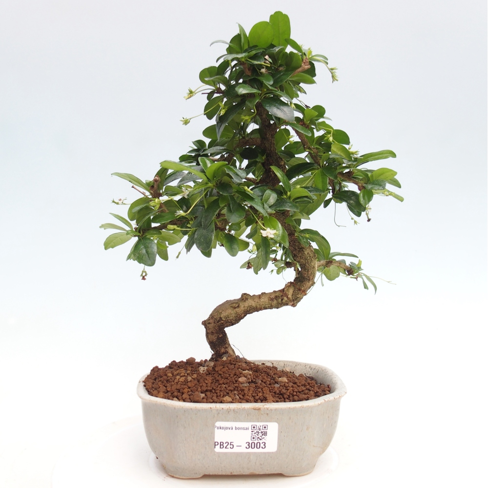 Pokojová bonsai - Carmona macrophylla - Čaj fuki