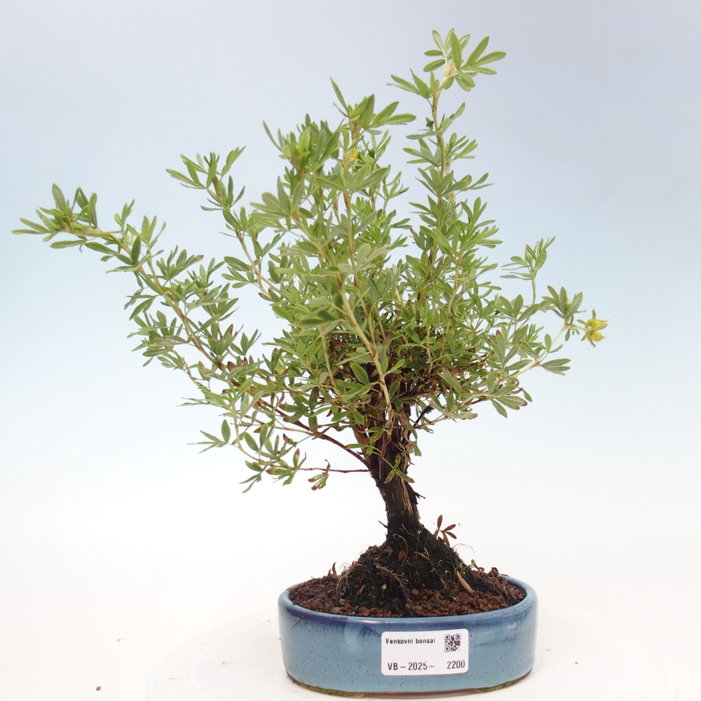 Venkovní bonsai-Mochna křovitá - potentila fruticosa yellow Bird