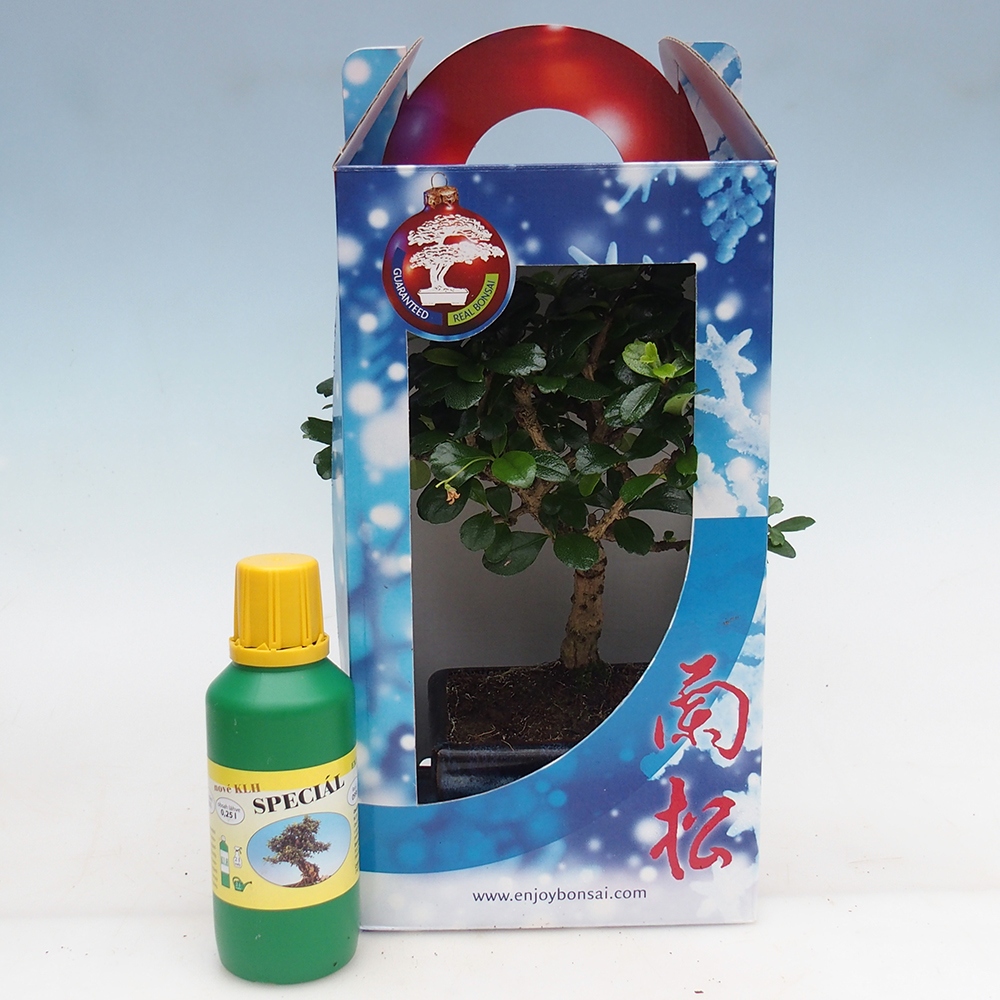 Pokojová bonsai v dárkové krabičce Carmona microphylla - Čaj fuki