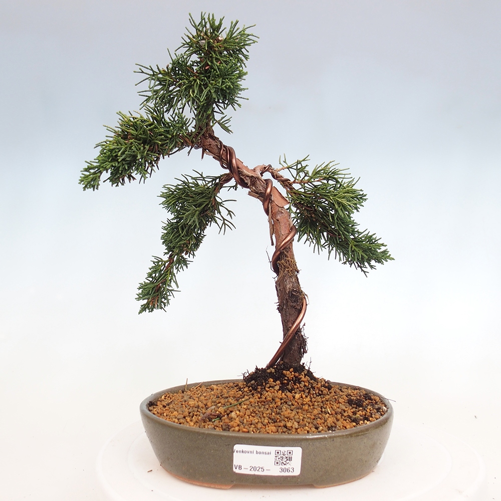 Venkovní bonsai - Juniperus chinensis Kishu -Jalovec čínský
