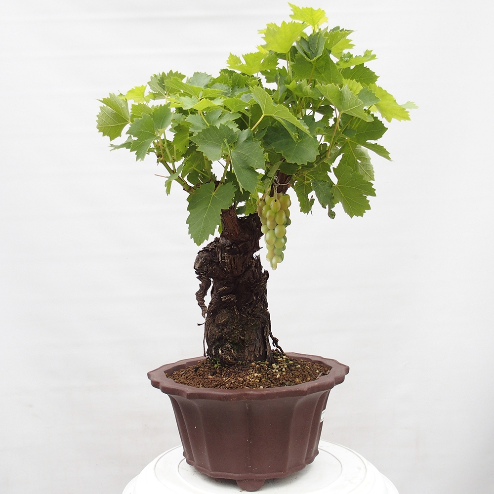 Venkovní bonsai - Vitis vinnifera MUSKAT ITALIA  - Vinná réva