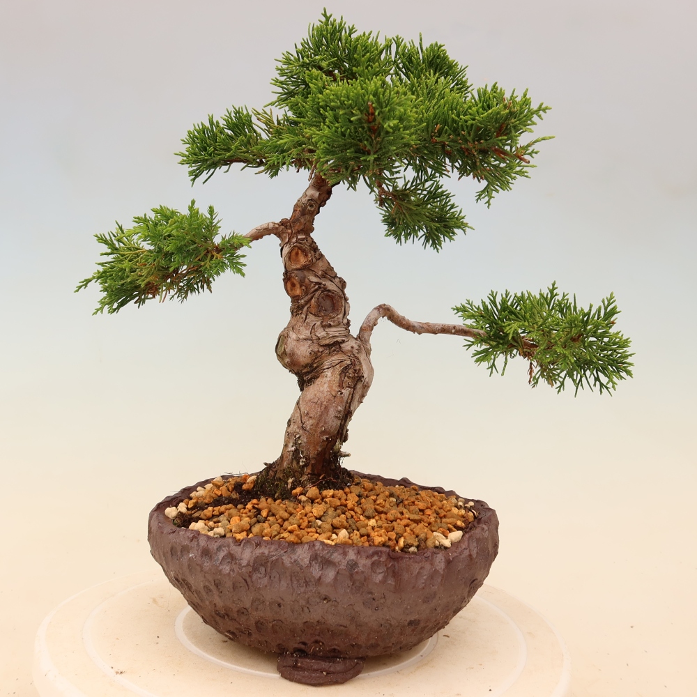 Venkovní bonsai - Juniperus chinensis Itoigawa -Jalovec čínský