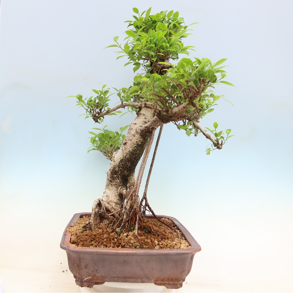 Pokojová bonsai - Ficus kimmen -  malolistý fíkus
