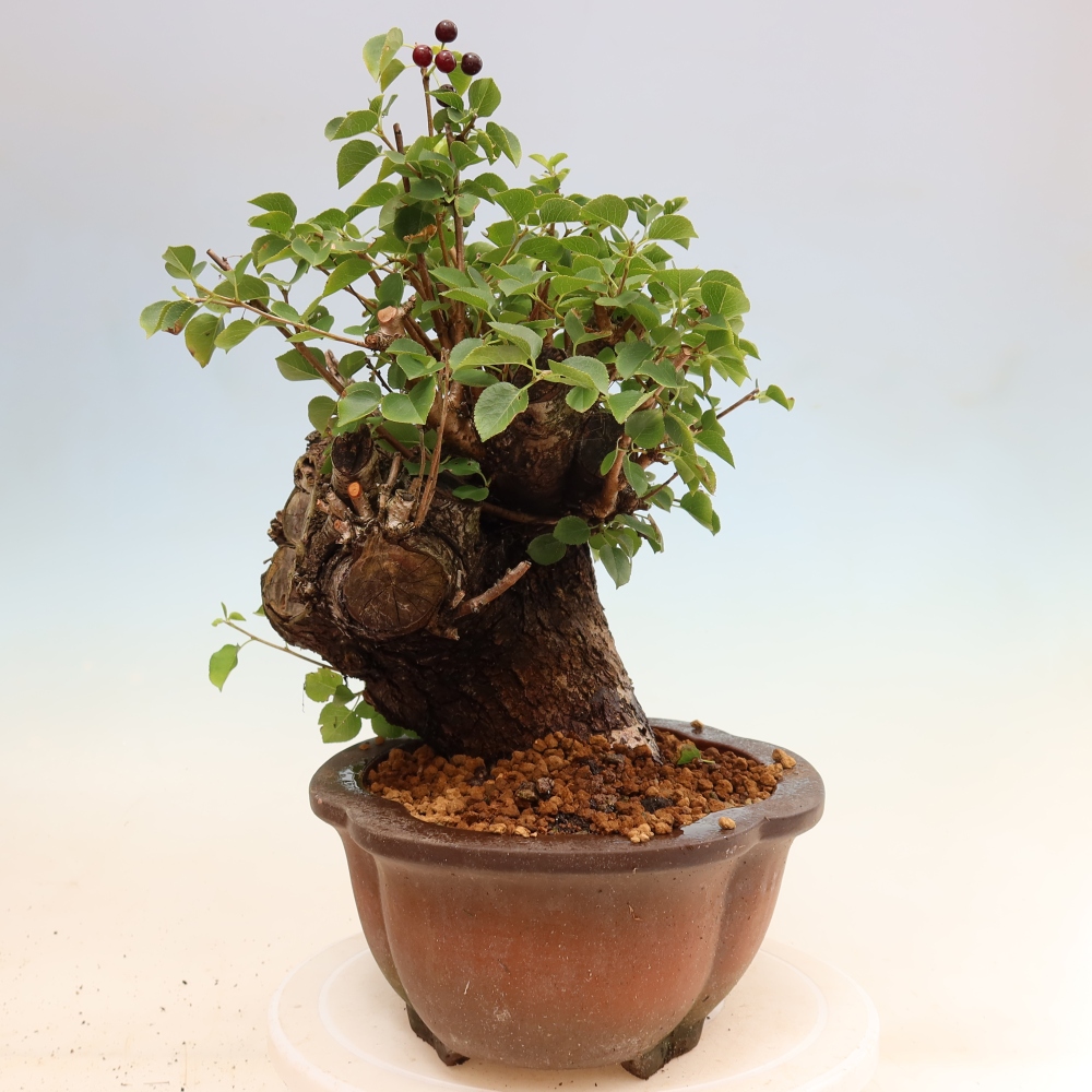Venkovní bonsai - Mahalebka - Prunus mahaleb
