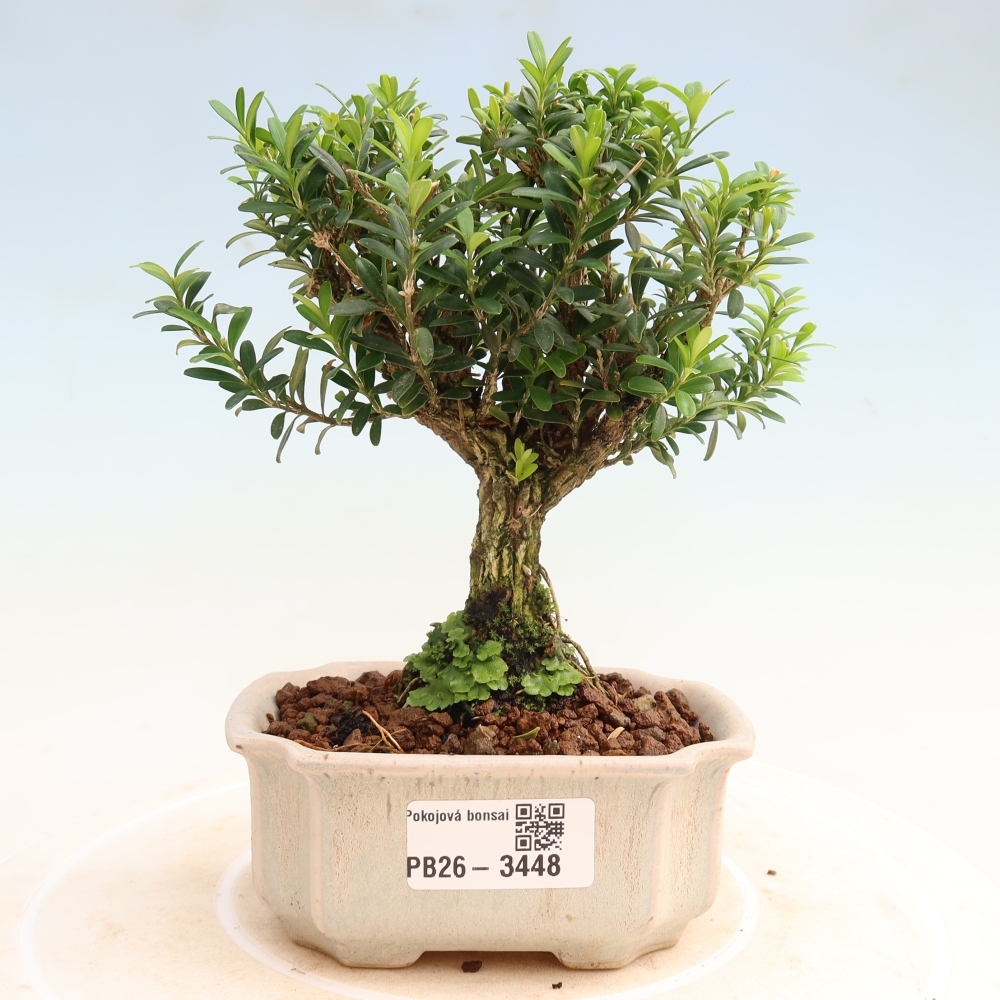 Pokojová bonsai - Buxus harlandii -korkový buxus
