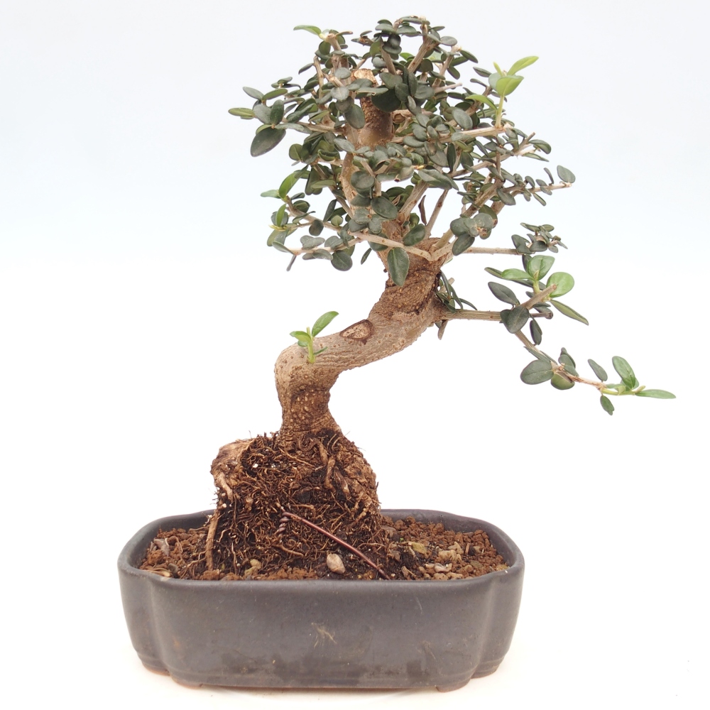 Pokojová bonsai - Olea europaea sylvestris -Oliva evropská drobnolistá