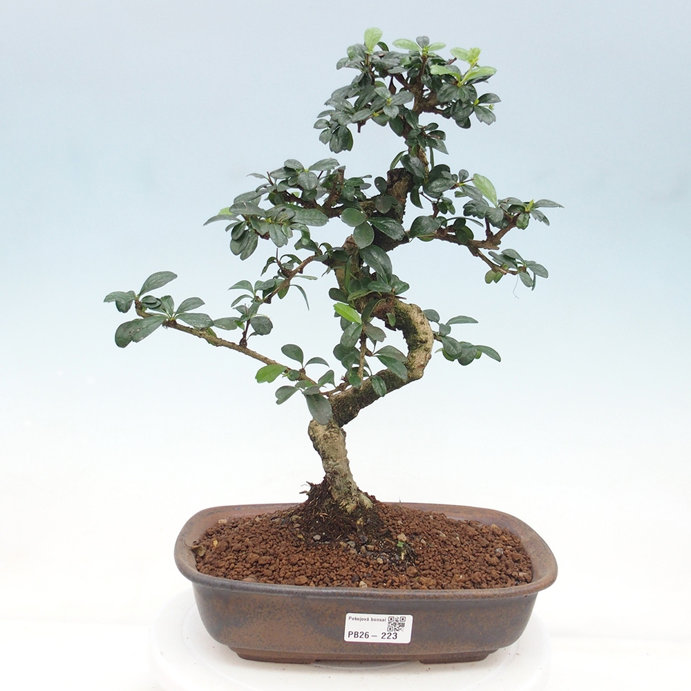 Pokojová bonsai - Carmona macrophylla - Čaj fuki