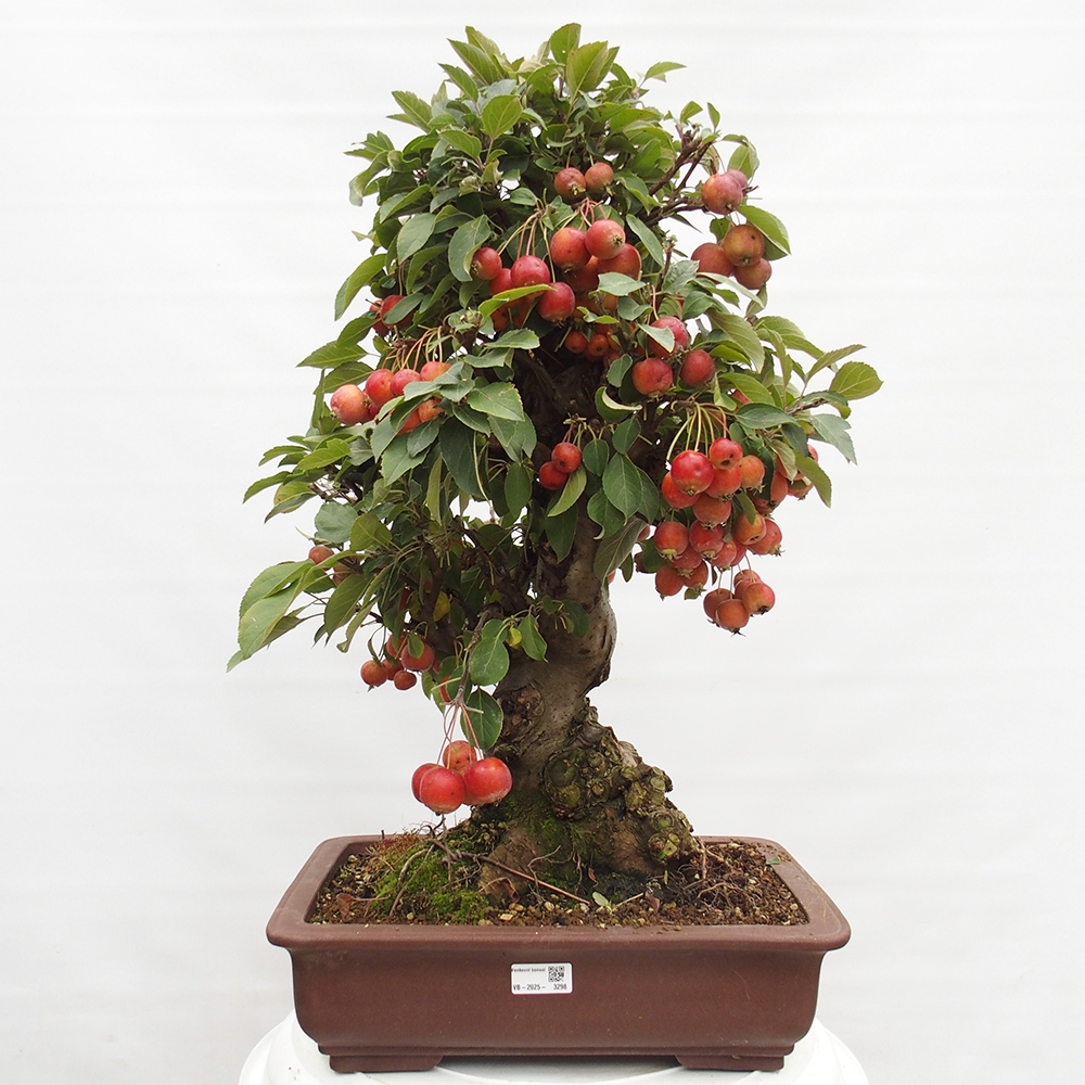 Venkovní bonsai -Malus halliana - Maloplodá jabloň