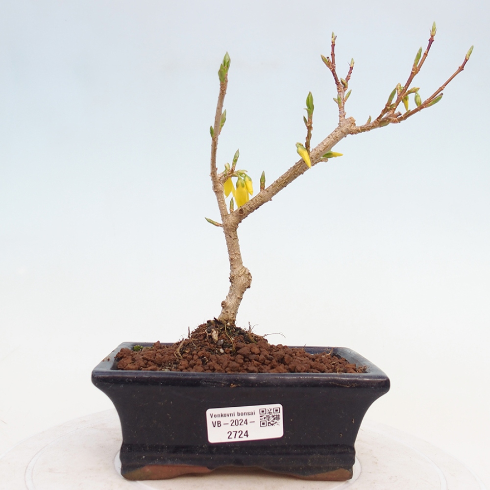 Venkovní bonsai - Zlatice - Forsythia intermedia 