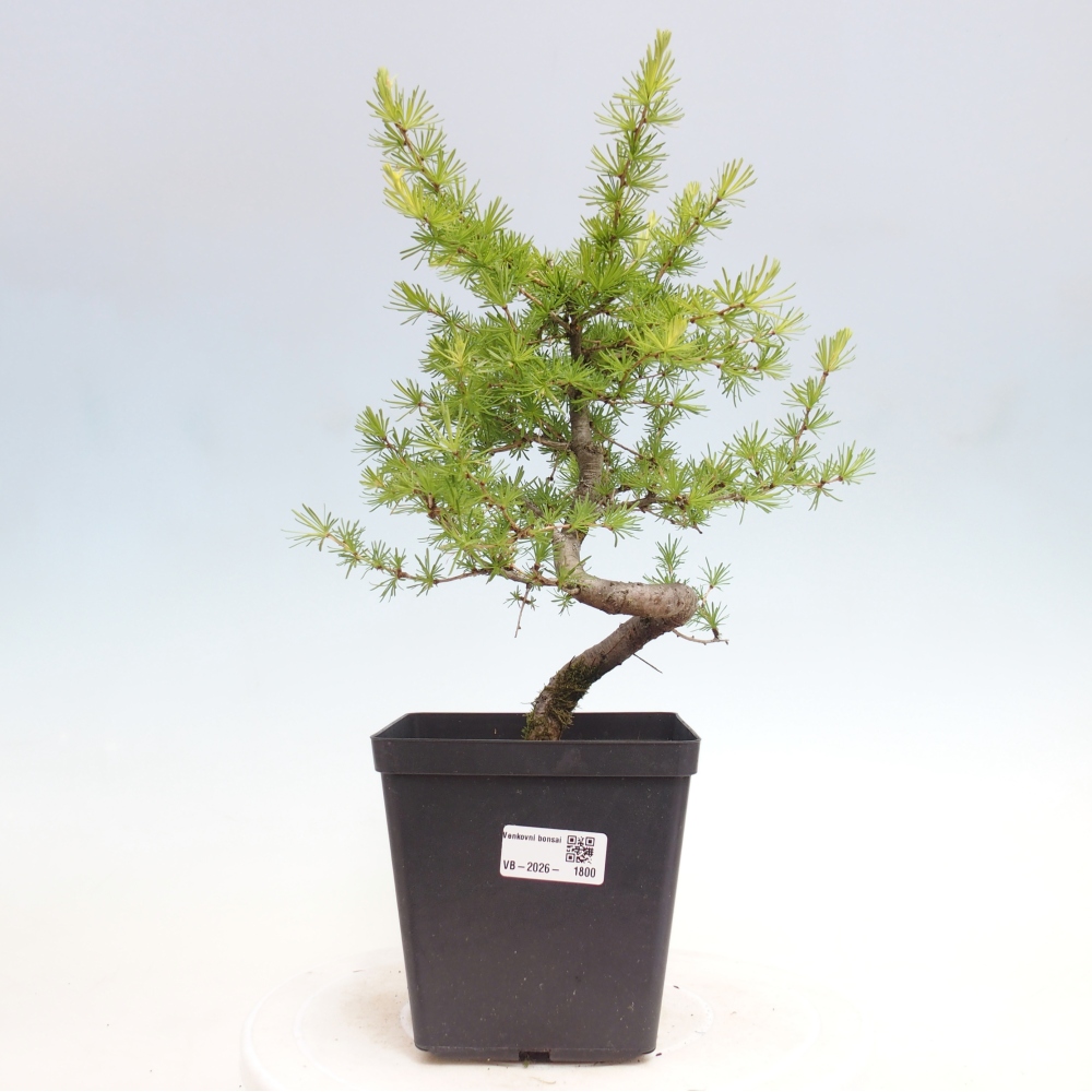Venkovní bonsai -Larix decidua - Modřín opadavý 