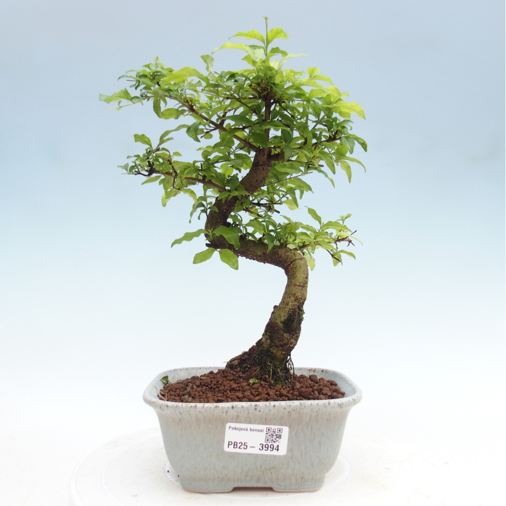 Pokojová bonsai -Ligustrum chinensis - Ptačí zob
