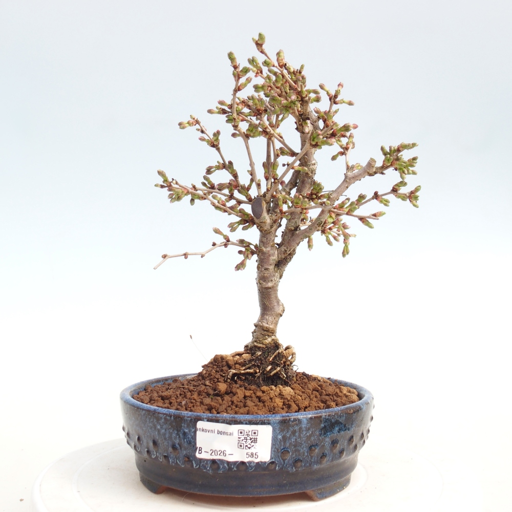 Venkovní bonsai - Prunus incisa Kojou-no mai-Slivoň vyříznutá