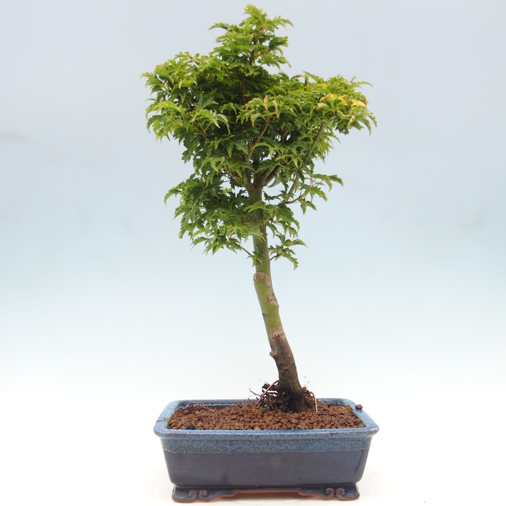 Venkovní bonsai -Javor dlanitolistý Acer palmatum Shishigashira