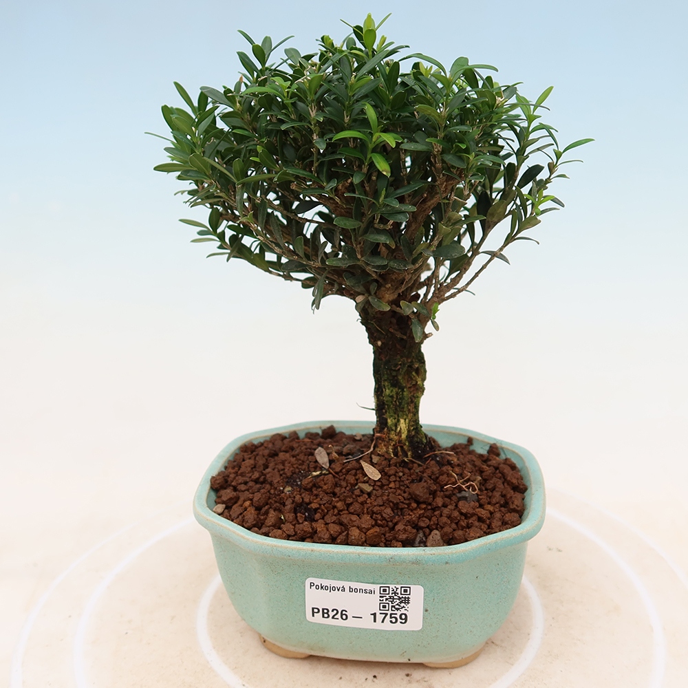 Pokojová bonsai - Buxus harlandii -korkový buxus