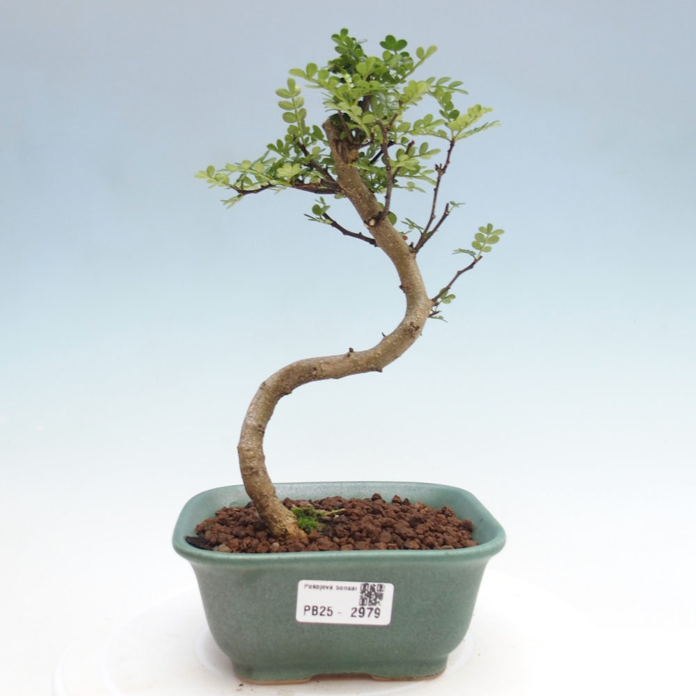 Pokojová bonsai - Zantoxylum piperitum - pepřovník