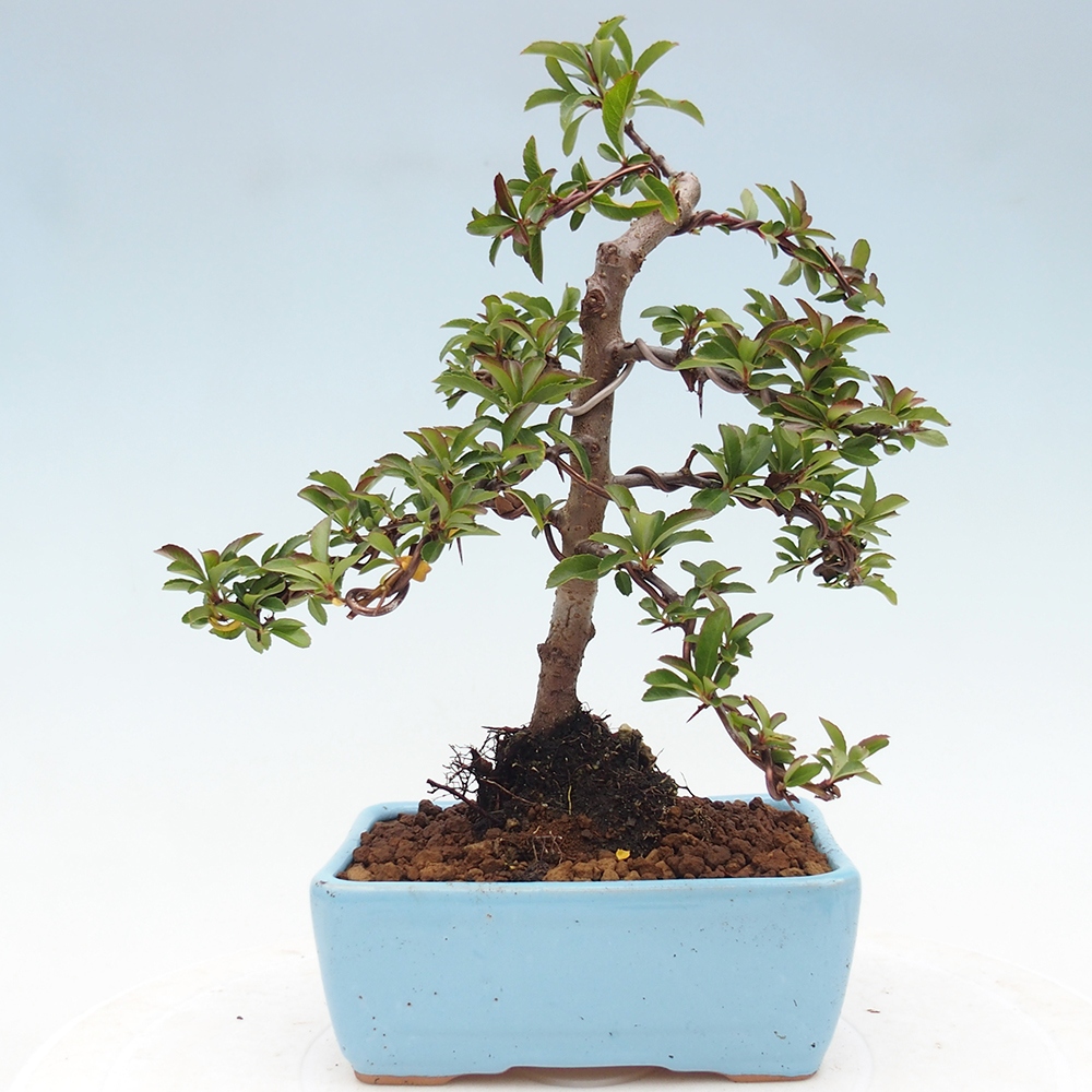 Venkovní bonsai-Pyracanta Teton -Hlohyně