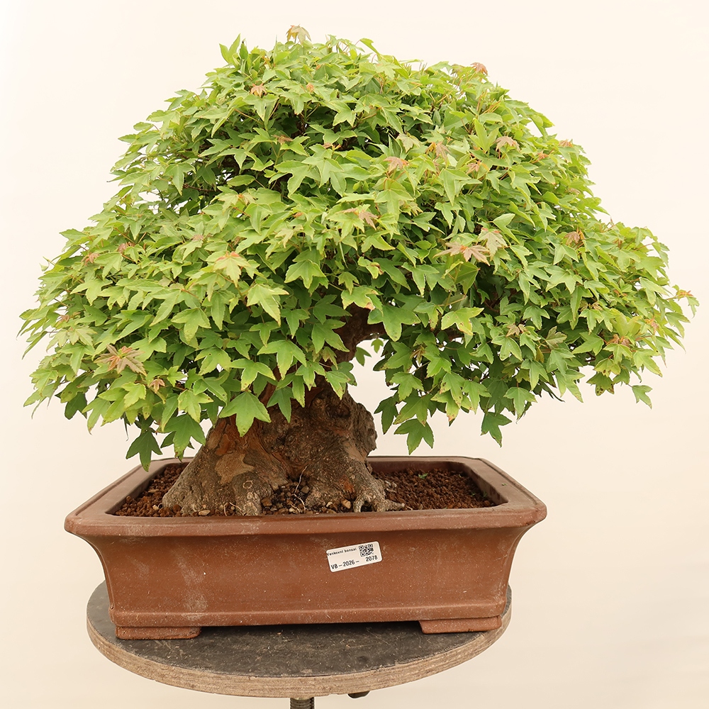 Venkovní bonsai - Javor Burgerův - Acer Burgerianum 