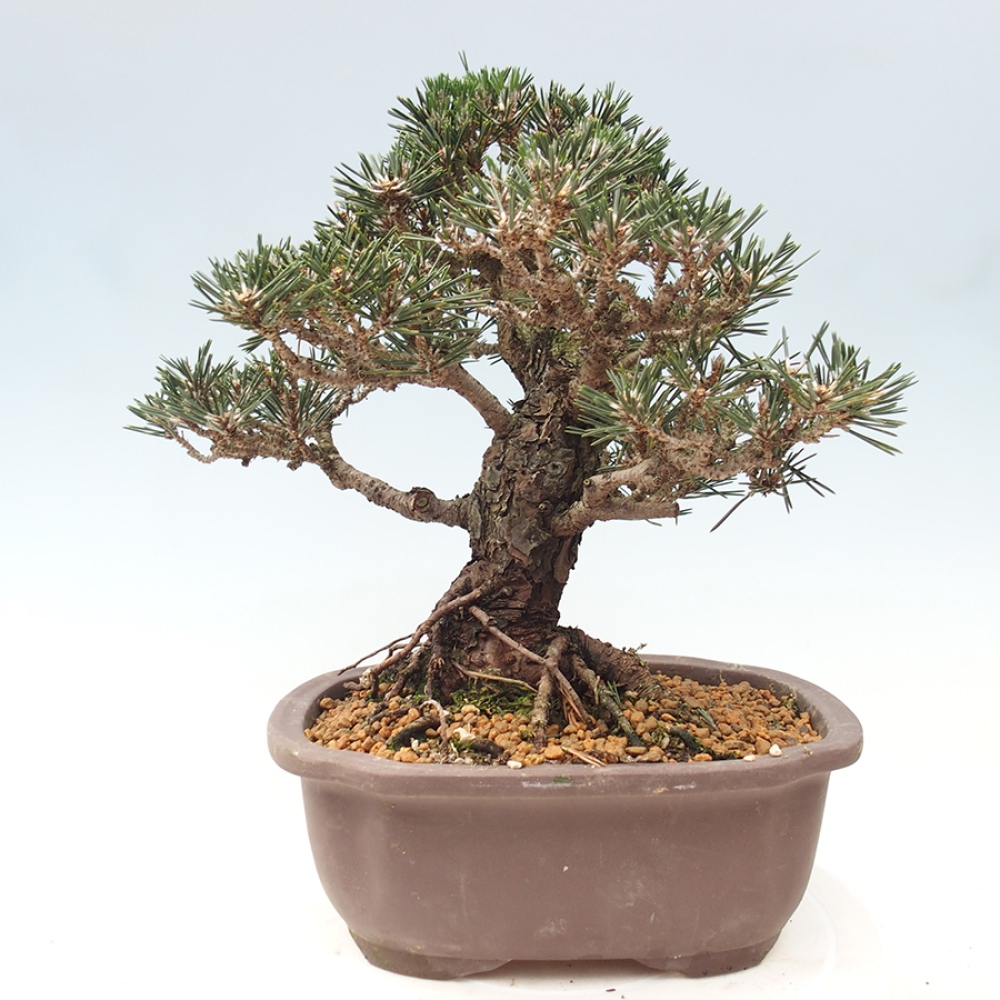 Venkovní bonsai - Pinus thunbergii Kotobuki - Borovice thunbergova