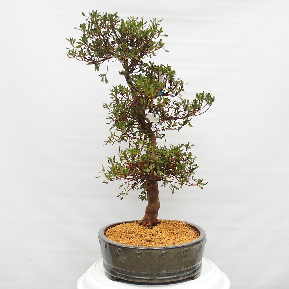 Venkovní bonsai - Japonská azalka - Azalea Chihiro