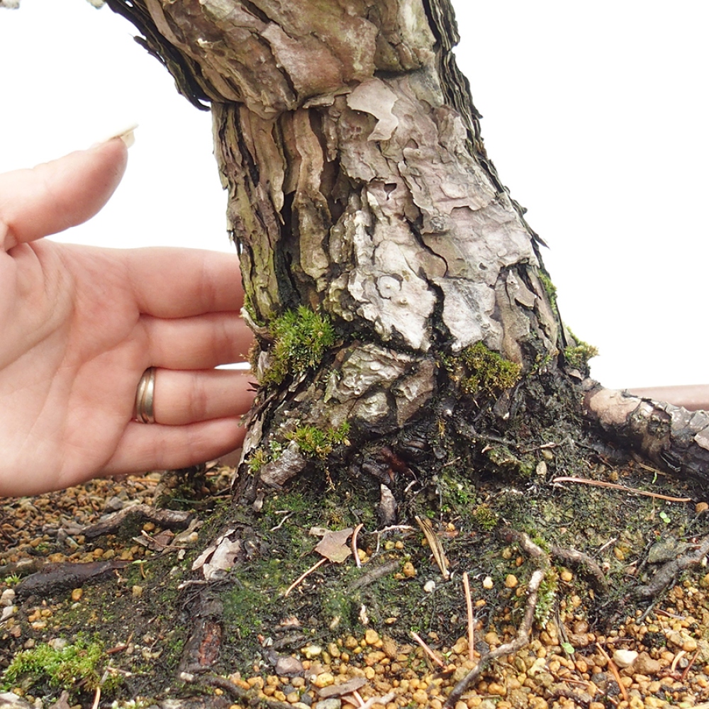 Venkovní bonsai - Pinus parviflora - Borovice drobnokvětá