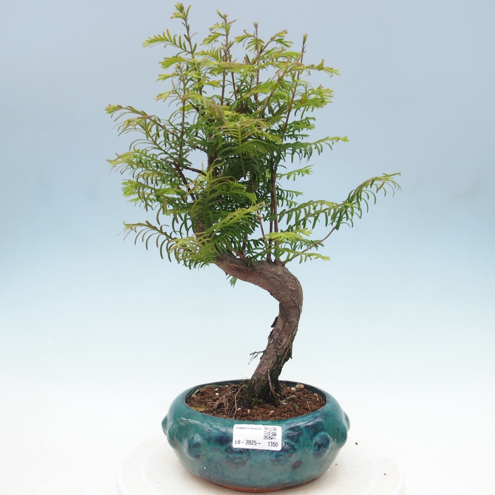Venkovní bonsai - Metasequoia glyptostroboides - Metasekvoje čínská