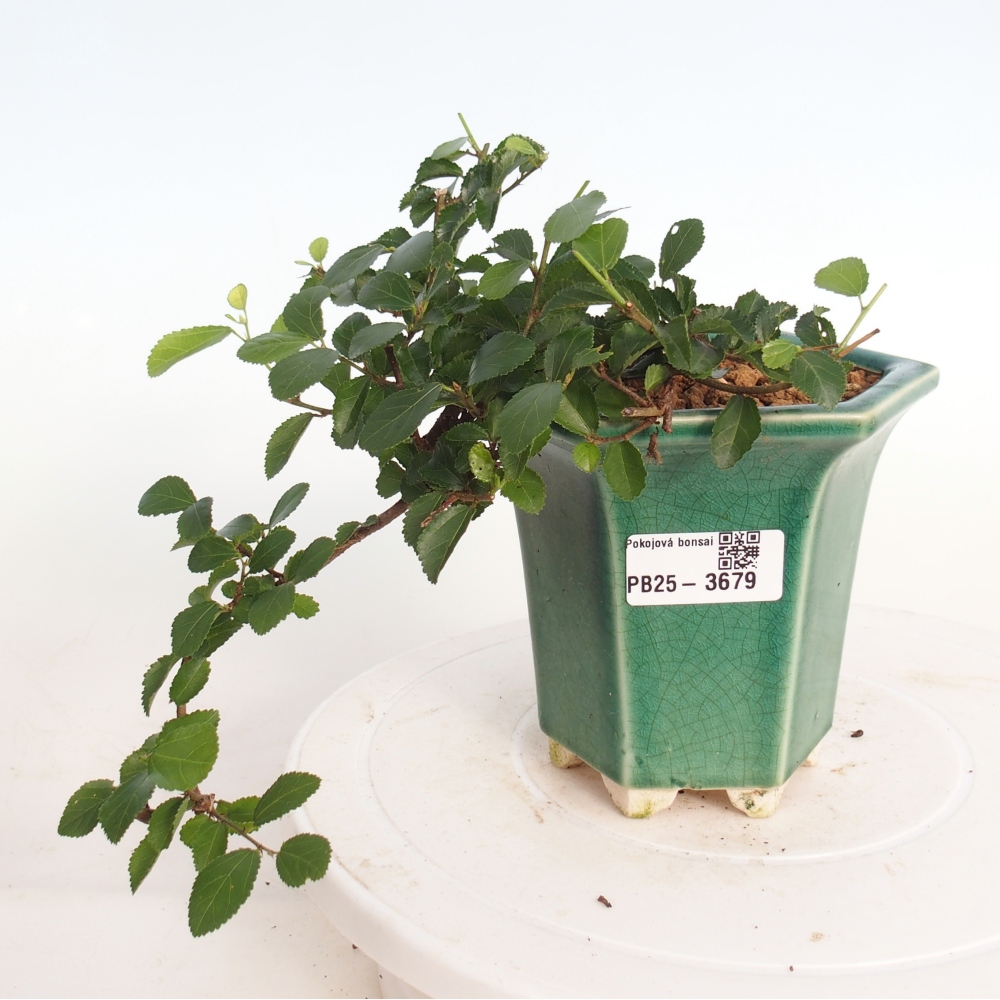 Pokojová bonsai - Grewia occidentalis - Hvězdice levandulová