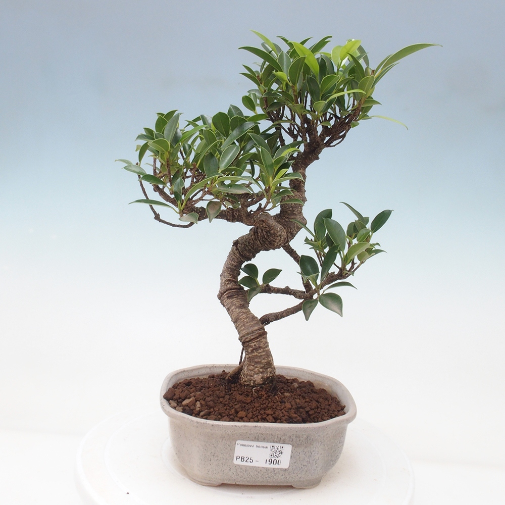 Pokojová bonsai - Ficus retusa -  malolistý fíkus