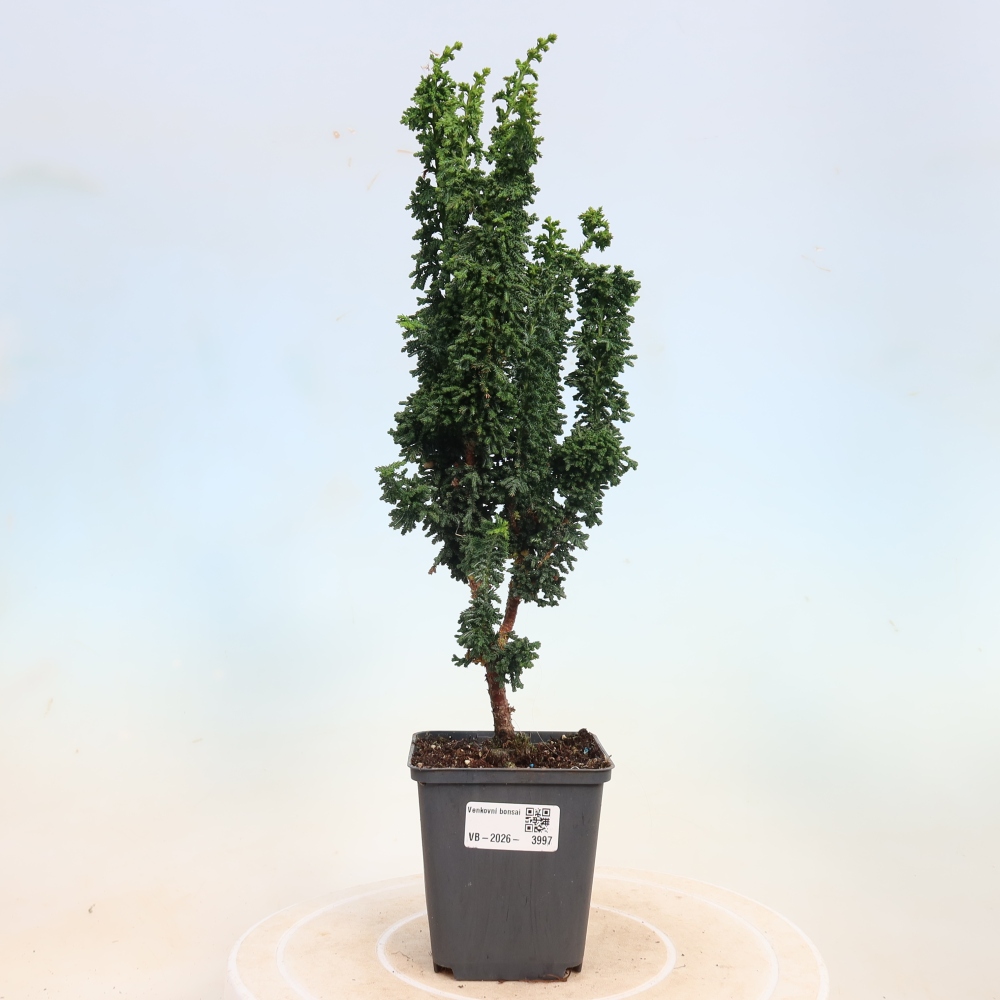 Venkovní bonsai - Cham. obtusa SEKKA HINOKI - Cypřišek