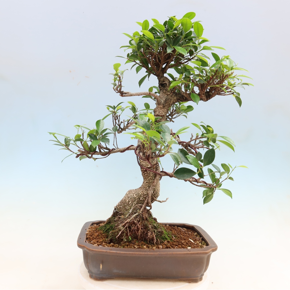 Pokojová bonsai - Ficus kimmen -  malolistý fíkus