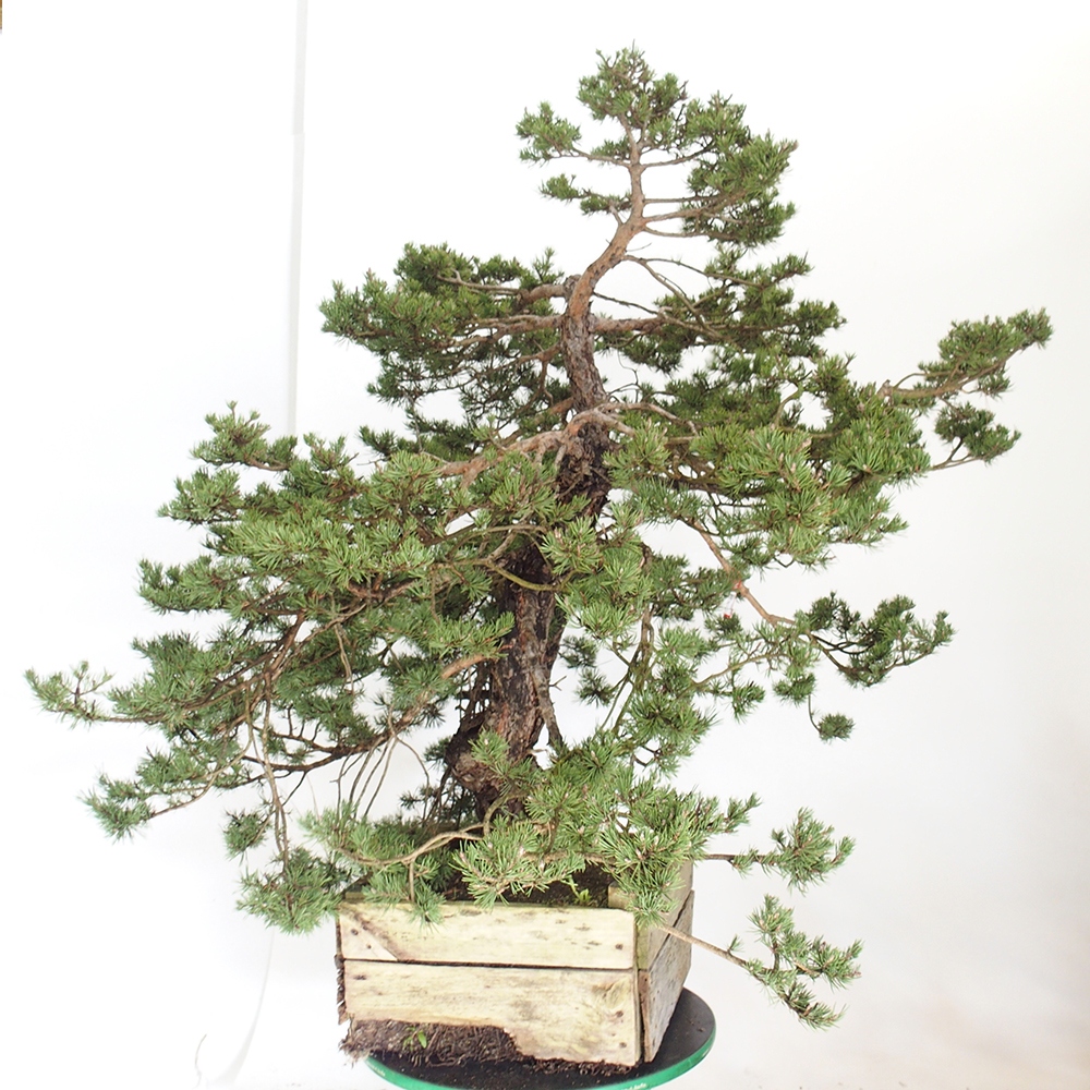 Yamadori - Pinus sylvestris Španělsko