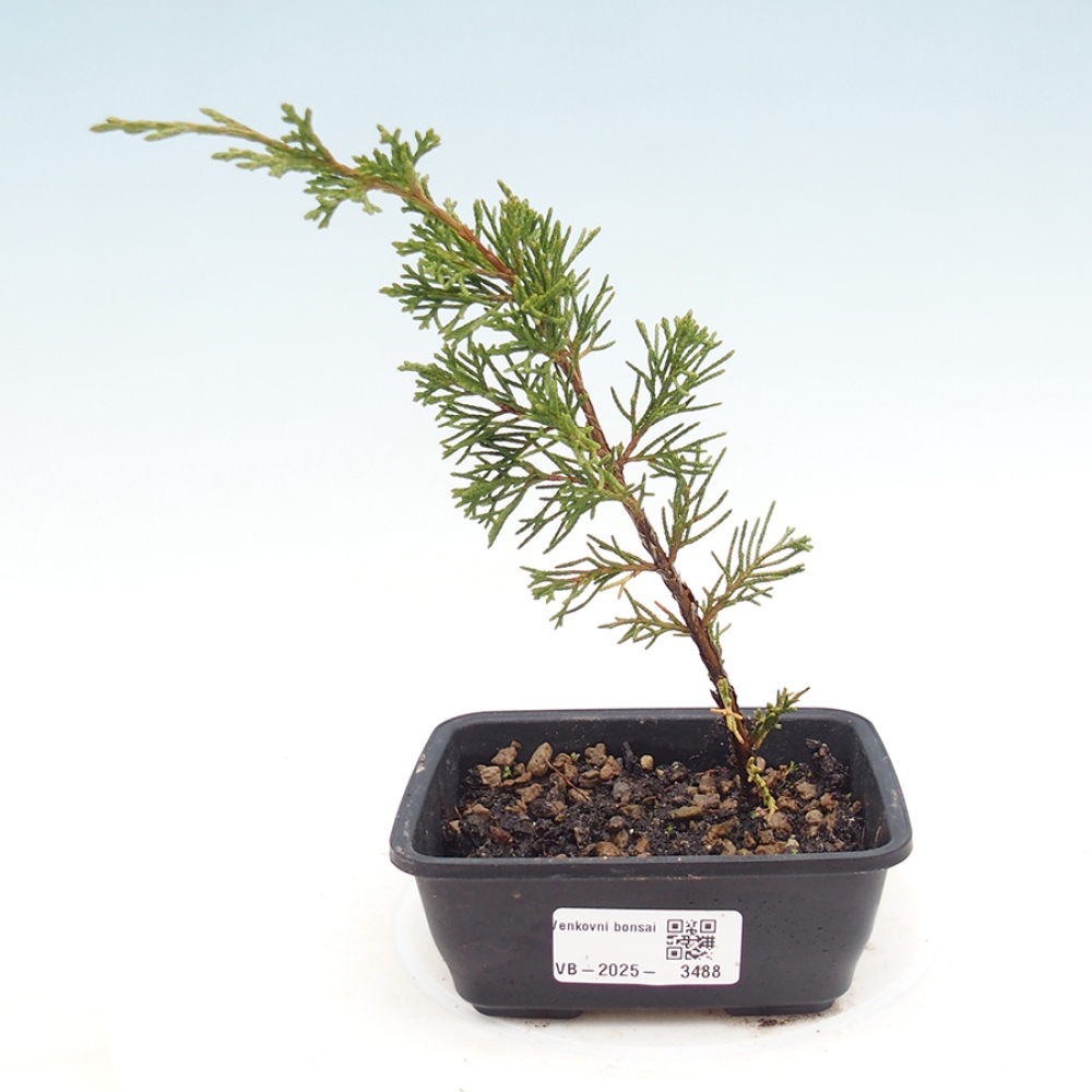 Venkovní bonsai - Juniperus chinensis Itoigawa -Jalovec čínský