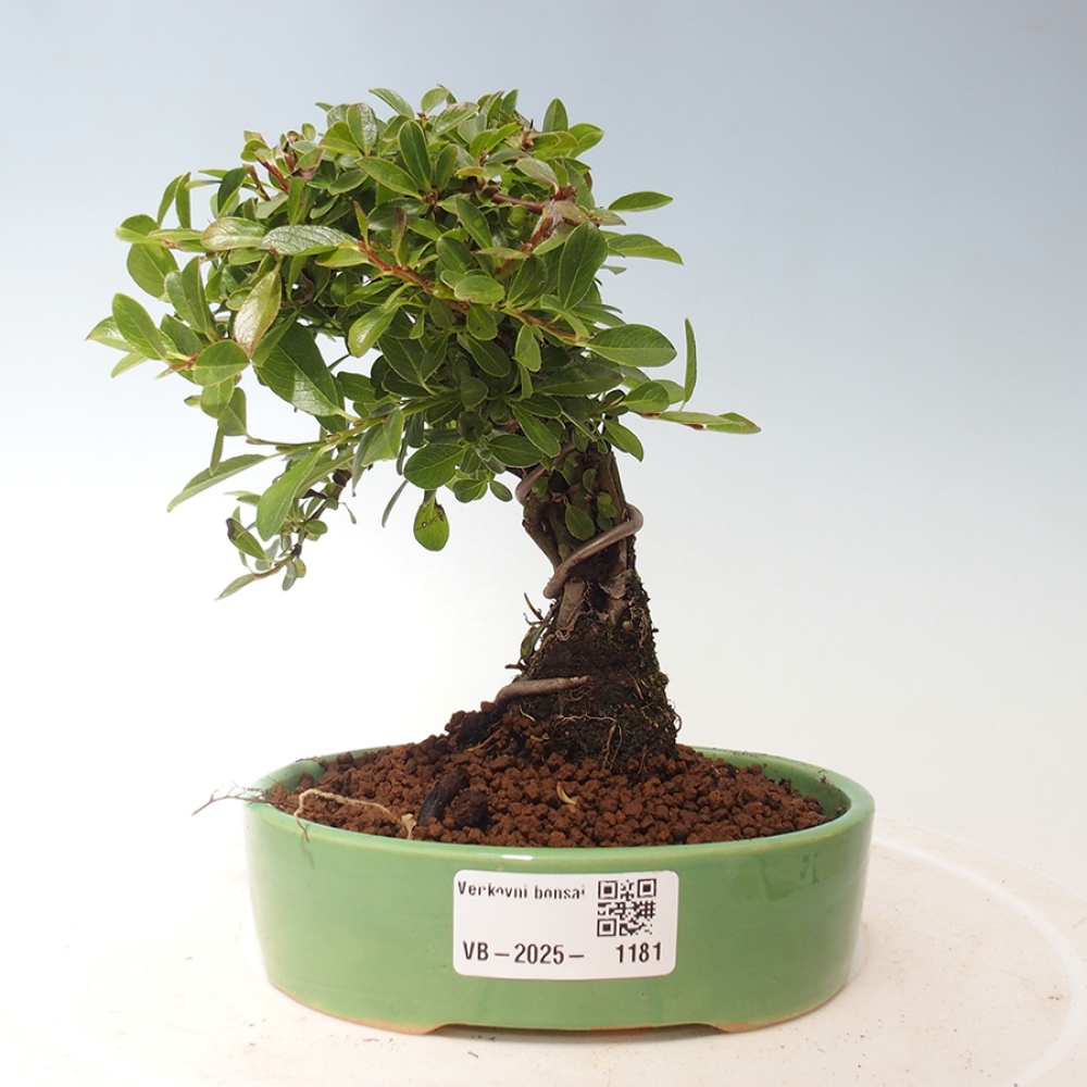 Venkovní bonsai - Salix - Vrba
