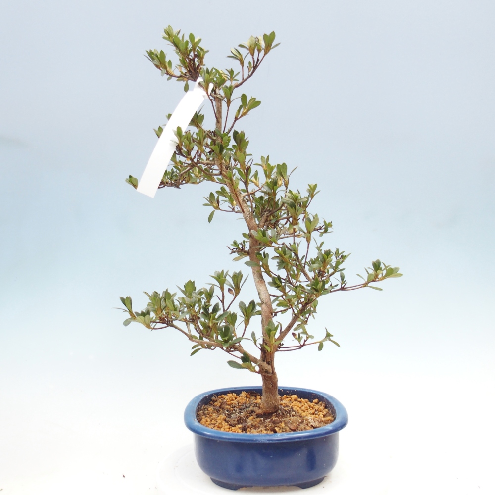 Venkovní bonsai - Japonská azalka - Azalea Yoko