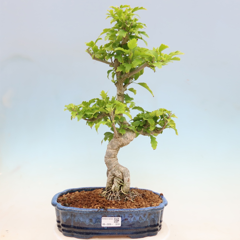 Venkovní bonsai - Hibiscus syriacus - Ibišek syrský