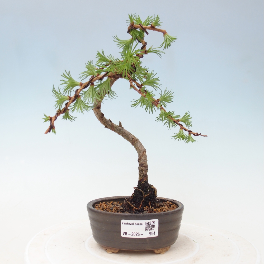 Venkovní bonsai - Larix Kaempferi - Modřín japonský