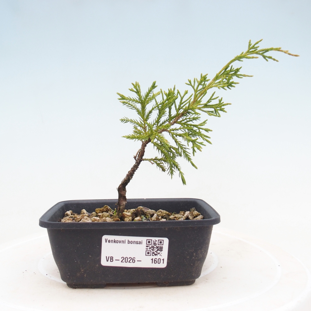 Venkovní bonsai - Juniperus chinensis Itoigawa -Jalovec čínský