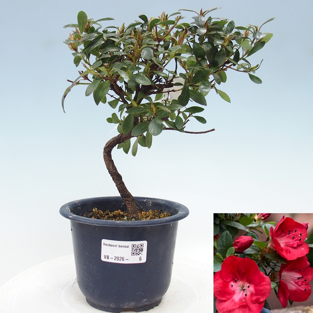 Venkovní bonsai - Japonská azalka - Azalea Benibeni
