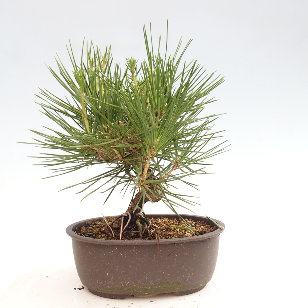 Venkovní bonsai - Pinus thunbergii - Borovice thunbergova