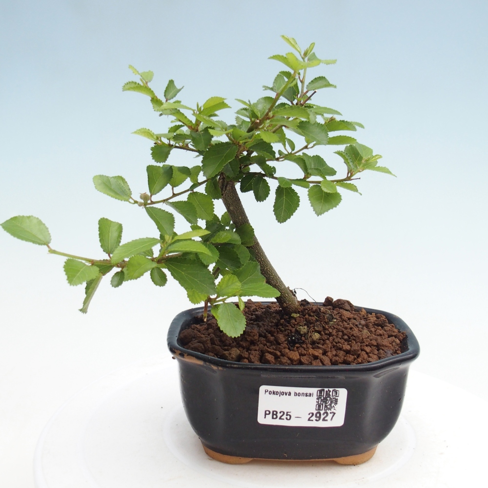 Pokojová bonsai - Grewia occidentalis - Hvězdice levandulová