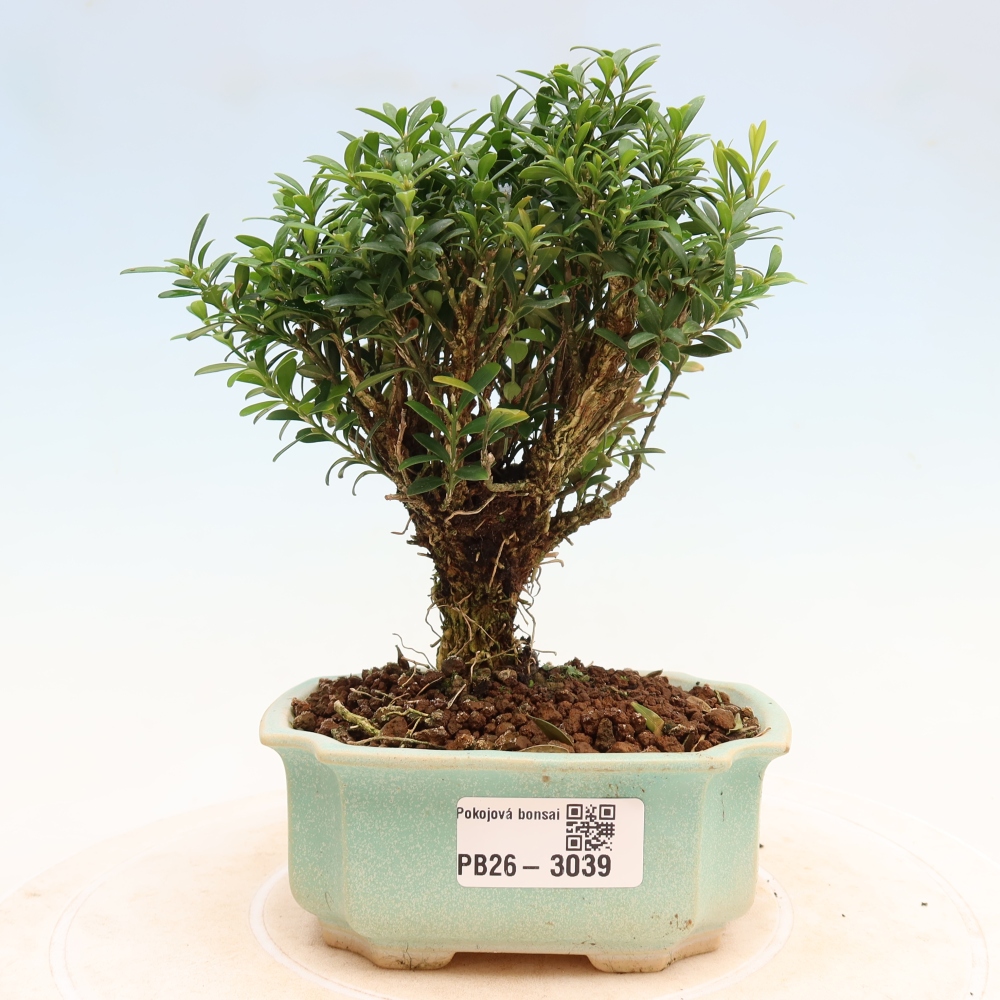 Pokojová bonsai - Buxus harlandii -korkový buxus