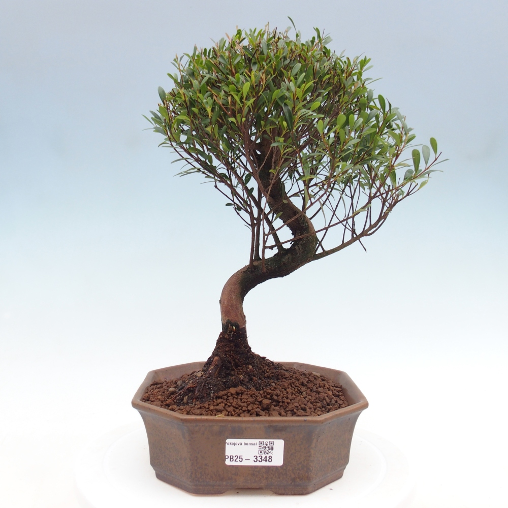Pokojová bonsai - Syzygium - Pimentovník