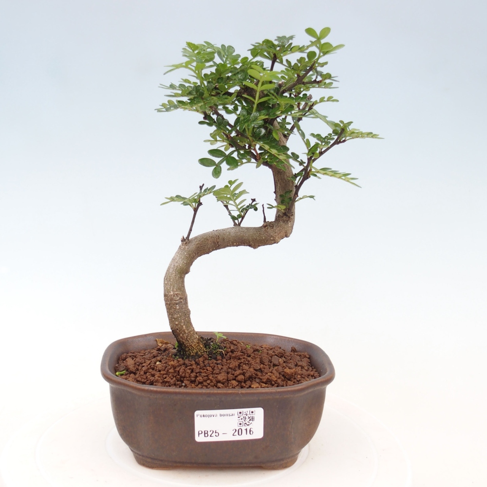 Pokojová bonsai - Zantoxylum piperitum - pepřovník