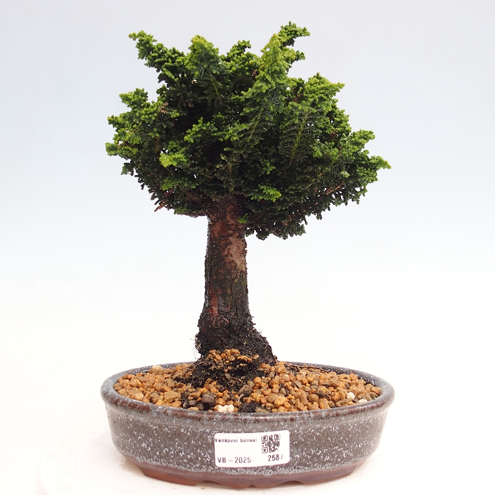 Venkovní bonsai - Cham. obtusa SEKKA HINOKI - Cypřišek