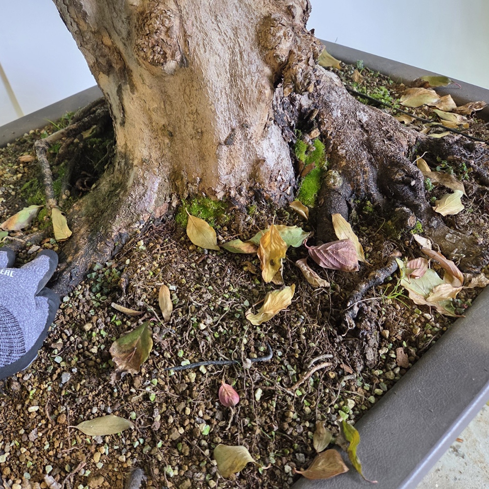 Venkovní bonsai Dřín - Cornus Mas